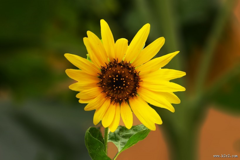 向日葵图片大全