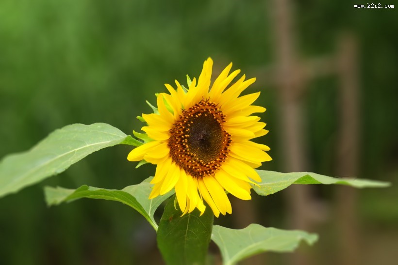 向日葵图片大全