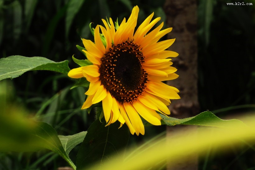向日葵图片大全
