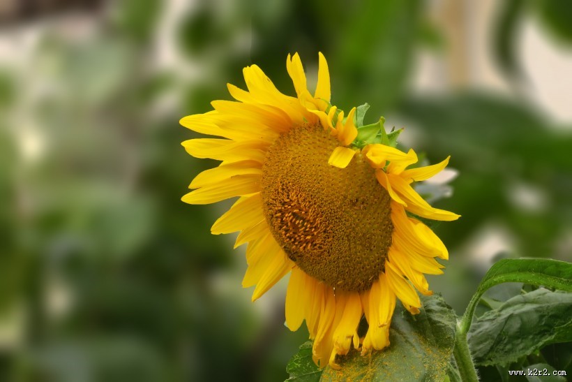 向日葵图片大全