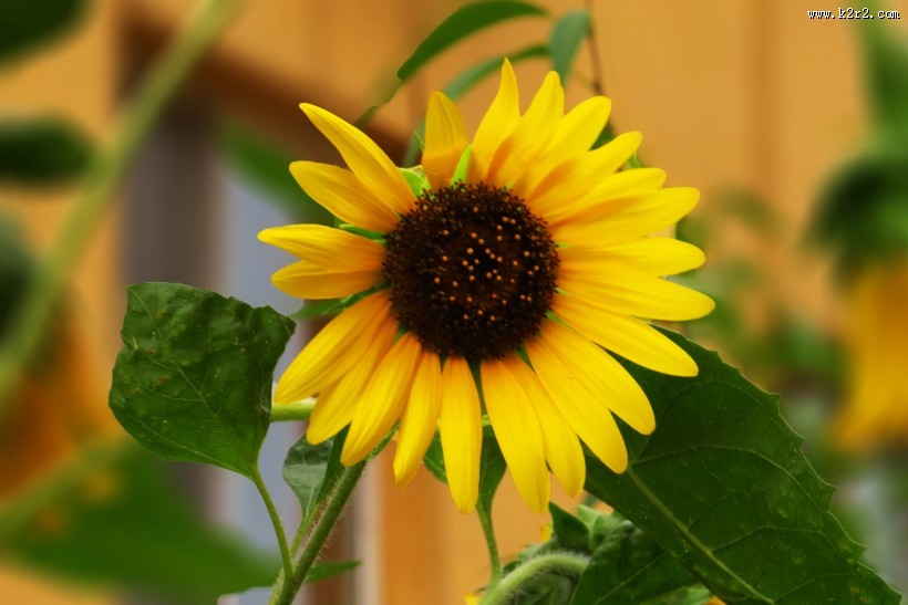 向日葵图片大全