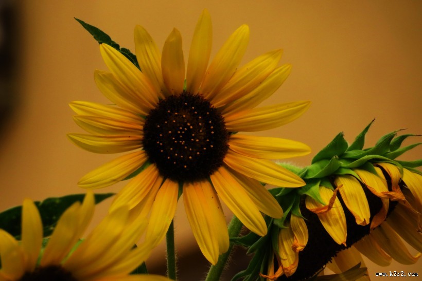 向日葵图片大全