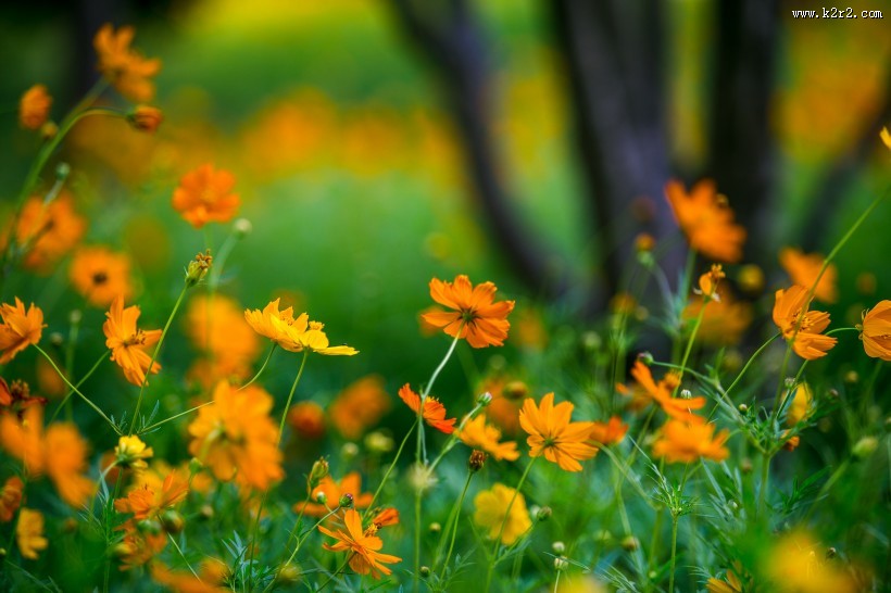 波斯菊图片大全