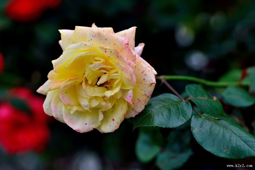 秋天的月季花图片