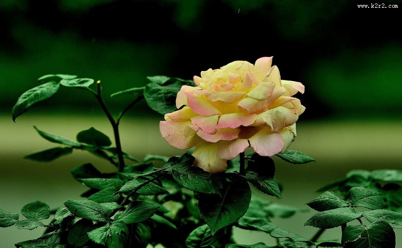 秋天的月季花图片