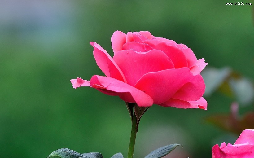 秋天的月季花图片