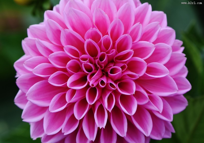 粉红的大丽花图片