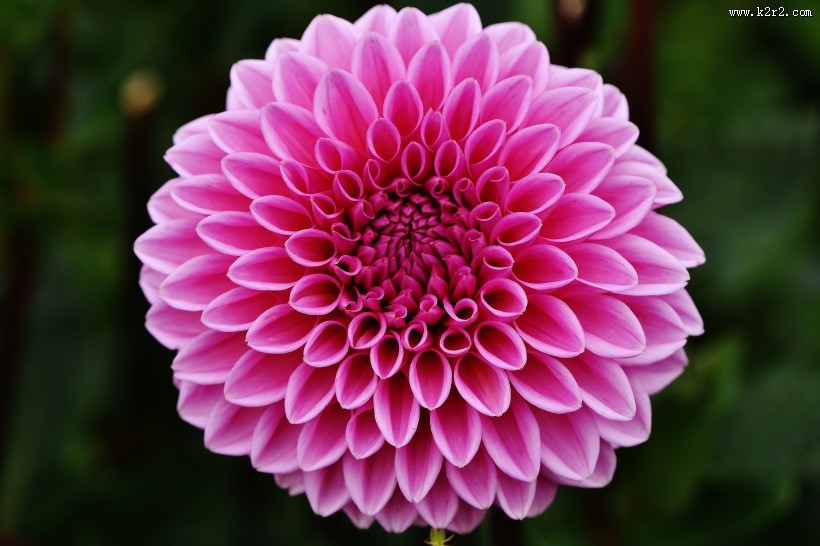 粉红的大丽花图片