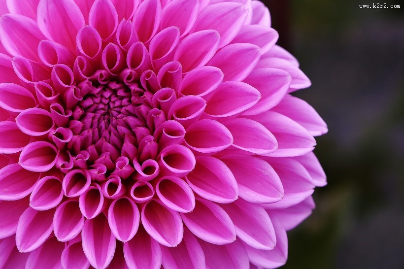 粉红的大丽花图片