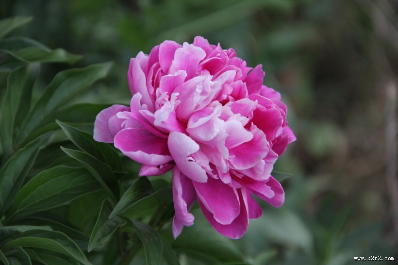 粉红色的牡丹图片