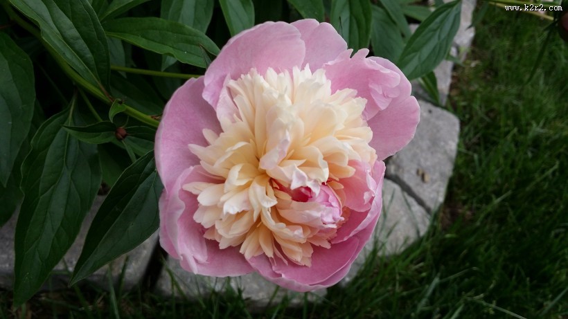 粉红色的牡丹图片