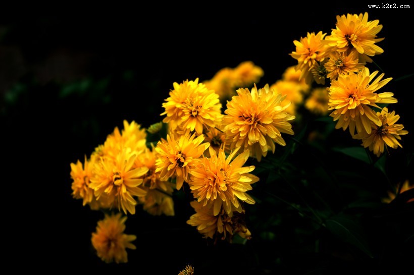 黄色的万寿菊图片