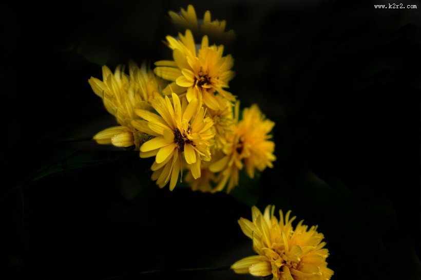 黄色的万寿菊图片
