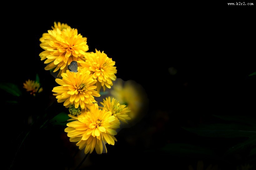 黄色的万寿菊图片