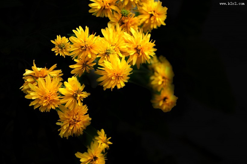 黄色的万寿菊图片