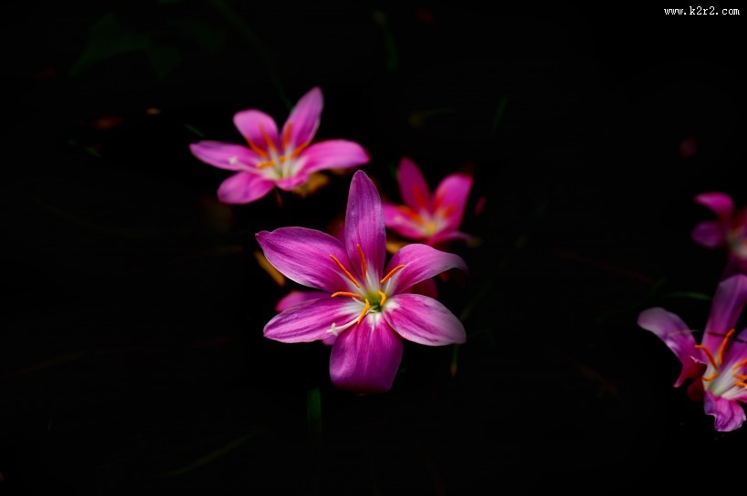 盛开的葱兰图片