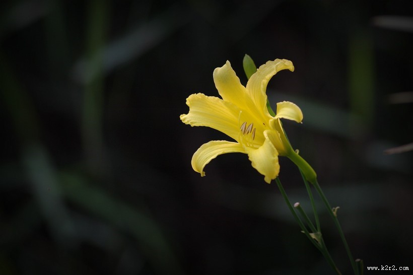 黄色萱草花图片