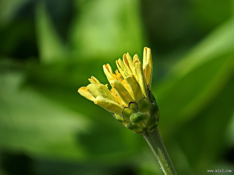 百日草图片大全