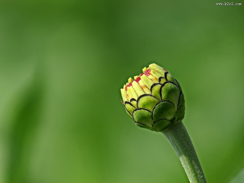 百日草图片大全