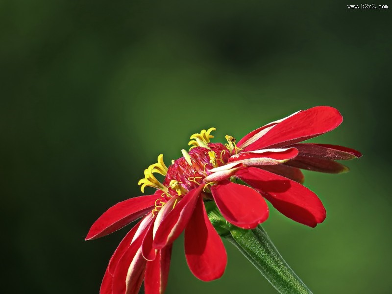 百日草图片大全