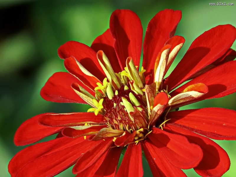 百日草图片大全