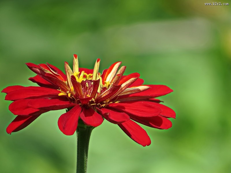 百日草图片大全