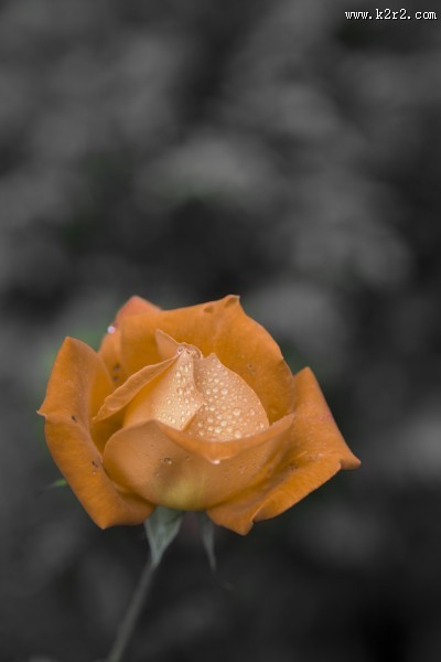 玫瑰花图片大全