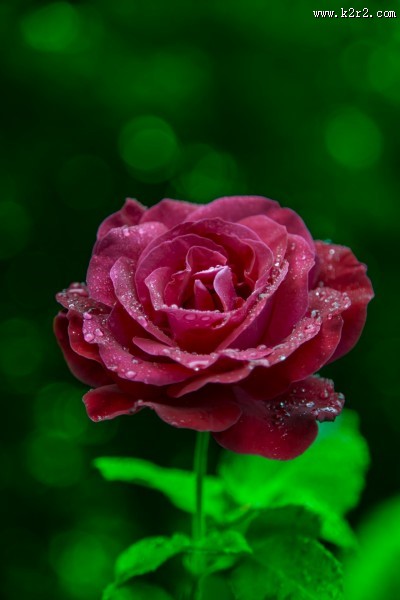 玫瑰花图片大全