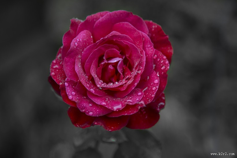 玫瑰花图片大全