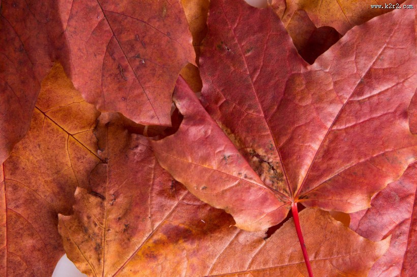 红色的枫叶图片