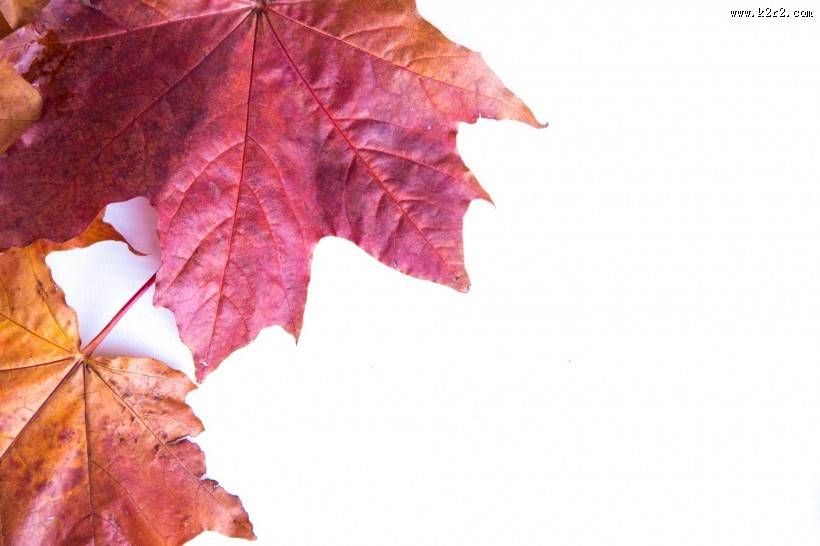 红色的枫叶图片