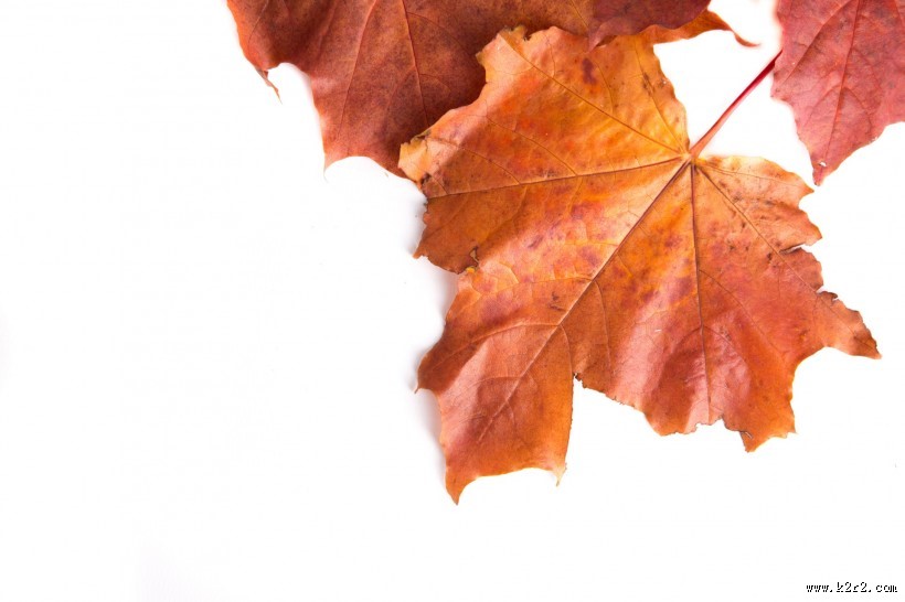 红色的枫叶图片