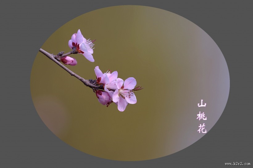 山桃花图片大全