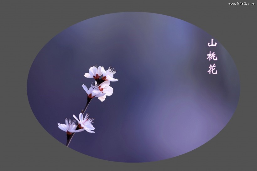 山桃花图片大全