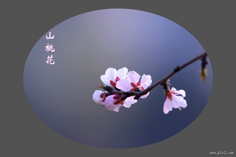 山桃花图片大全