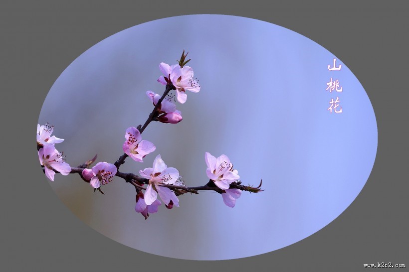 山桃花图片大全