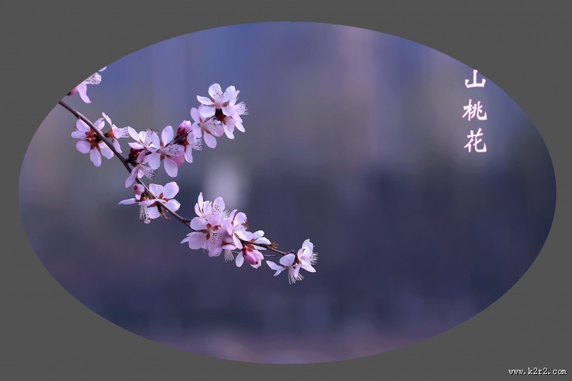 山桃花图片大全