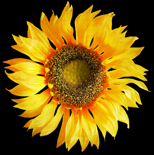向日葵透明背景PNG图片