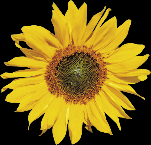 向日葵透明背景PNG图片