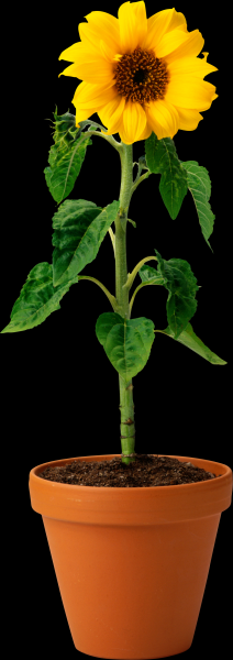 向日葵透明背景PNG图片