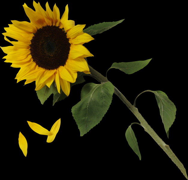 向日葵透明背景PNG图片