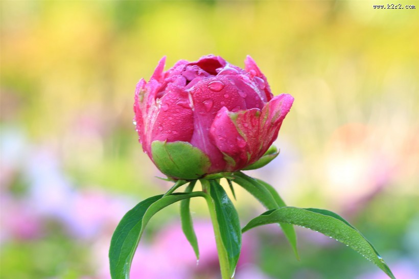 雨后的芍药花图片