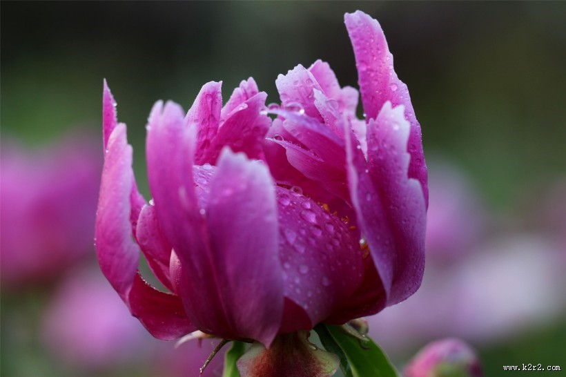 雨后的芍药花图片