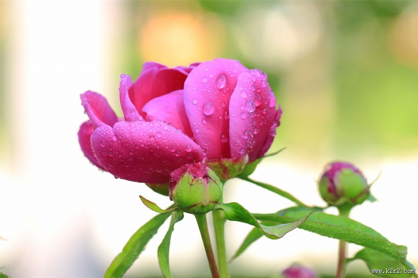 雨后的芍药花图片
