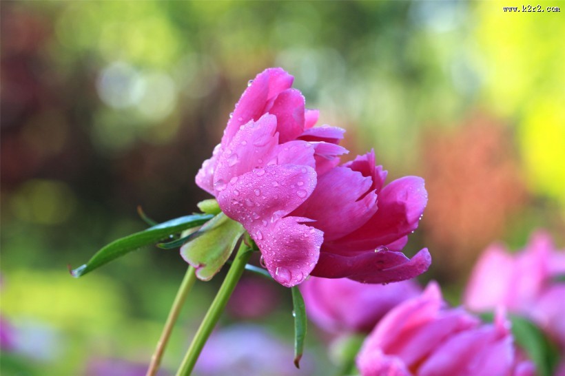 雨后的芍药花图片