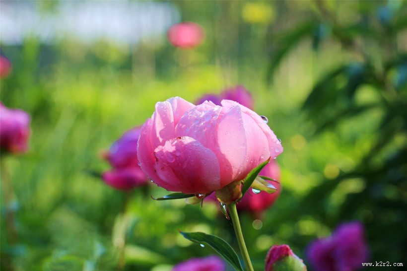 雨后的芍药花图片