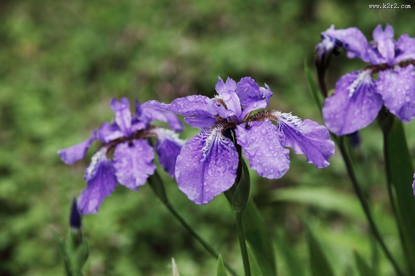 雨中鸢尾花图片