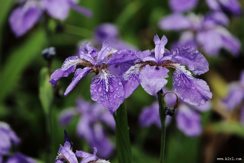 雨中鸢尾花图片