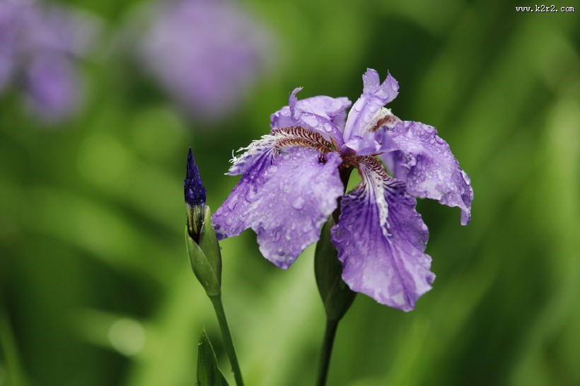 雨中鸢尾花图片