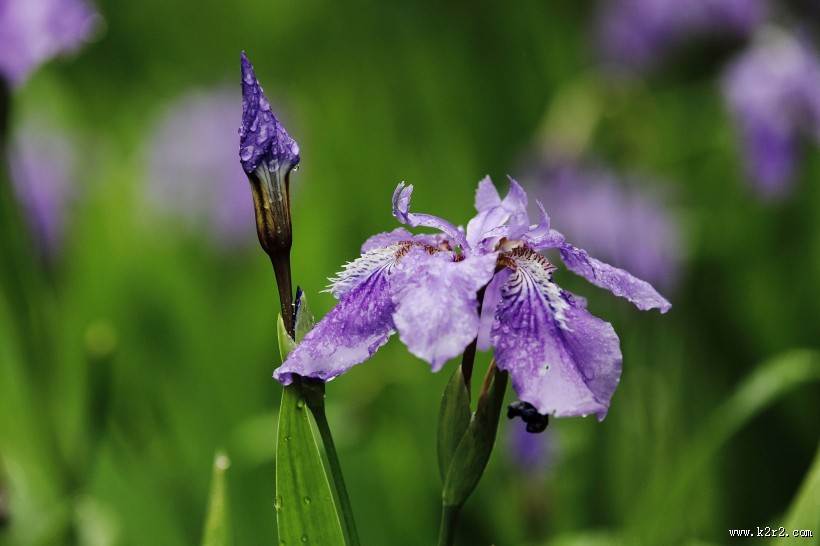 雨中鸢尾花图片